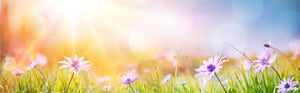 spring flowers in a medow